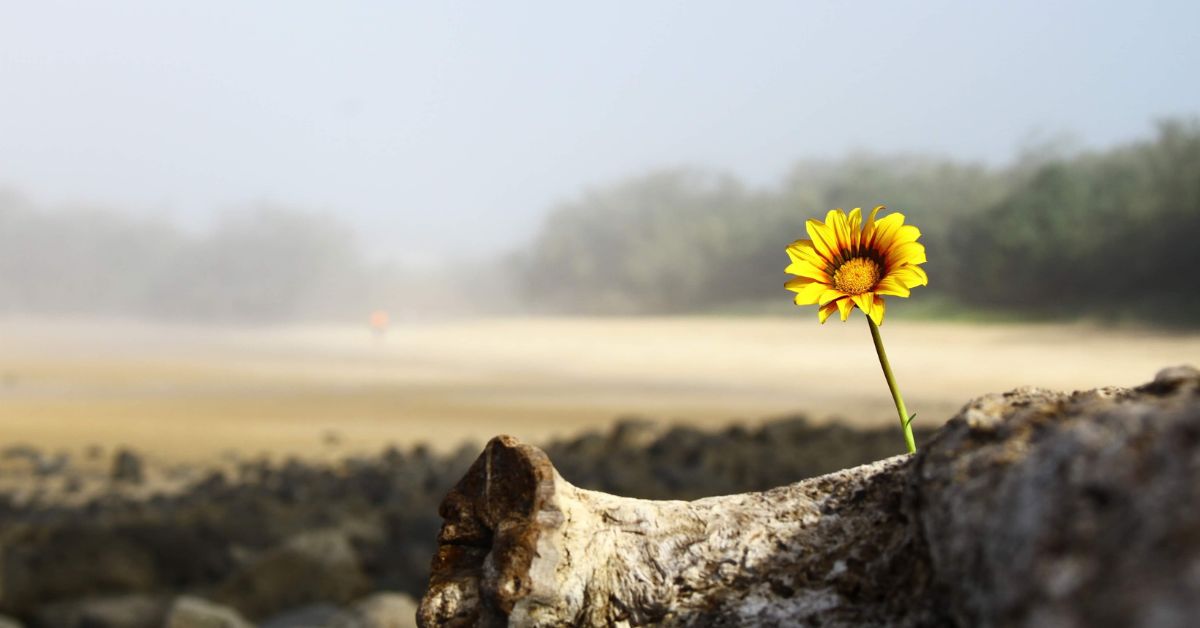 Flower symbolizing hope, we're here to help parents with drug addicted childs