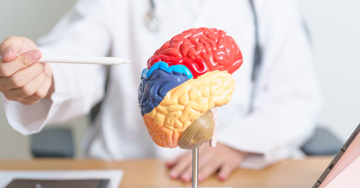 A doctor is holding a model of a brain in front of a laptop, emphasizing the connection between teen brain development and drug use.