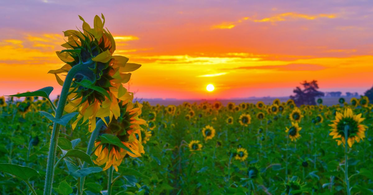 A sunflower field in the sunset symbolizing the rewarding experience of resilience and recovery