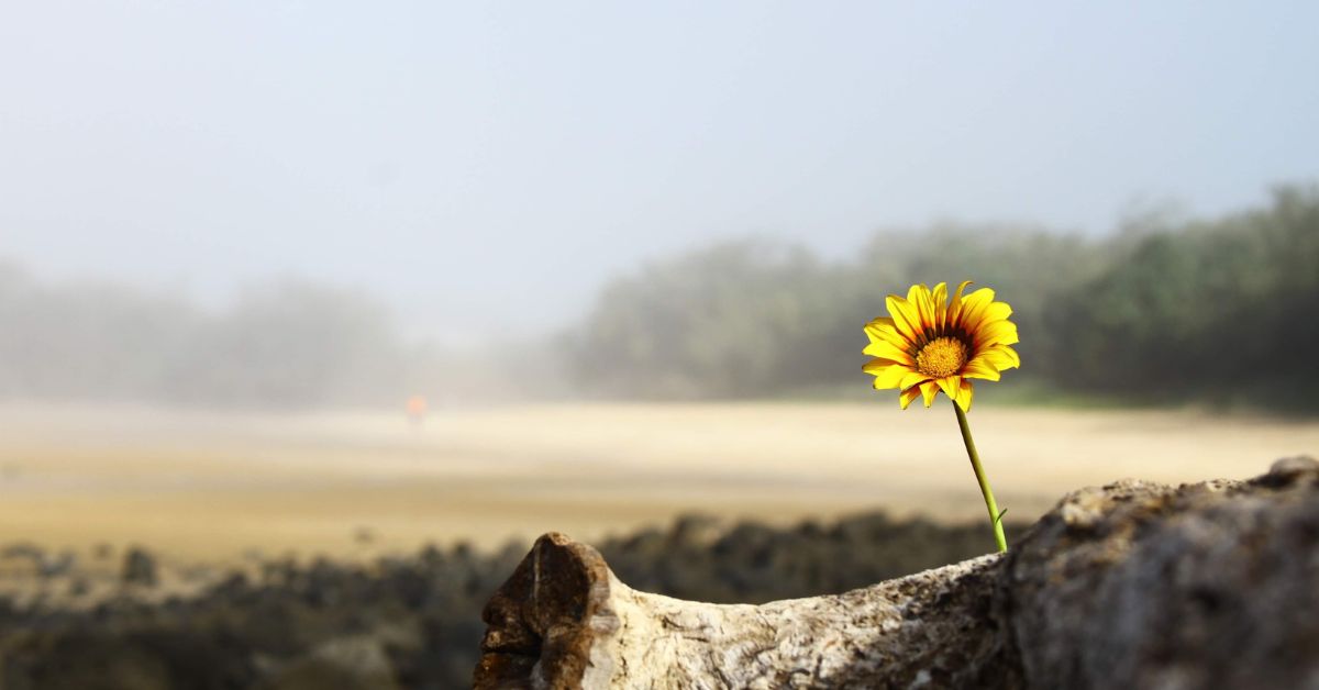 A yellow flower sits on top of a log on the beach symbolizing hope in addiction recovery.